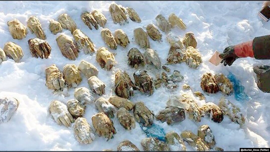 The Siberian Times tweeted this photo that shows 27 pairs of human hands that were found in a bag on an Amur River island.