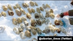 The Siberian Times tweeted this photo that shows 27 pairs of human hands that were found in a bag on an Amur River island.