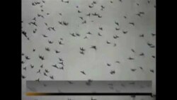 Hitlerovo olimpijsko selo u borbi za opstanak