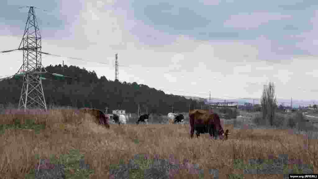 Домашний скот пасется на склоне холма Дорт-Куль на окраине города