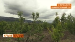 Как крымчане выращивали фрукты без воды? | Крым.Реалии ТВ (видео)