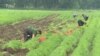 Чеські фермери оплачують заробітчанам з України тести на COVID-19 – відео