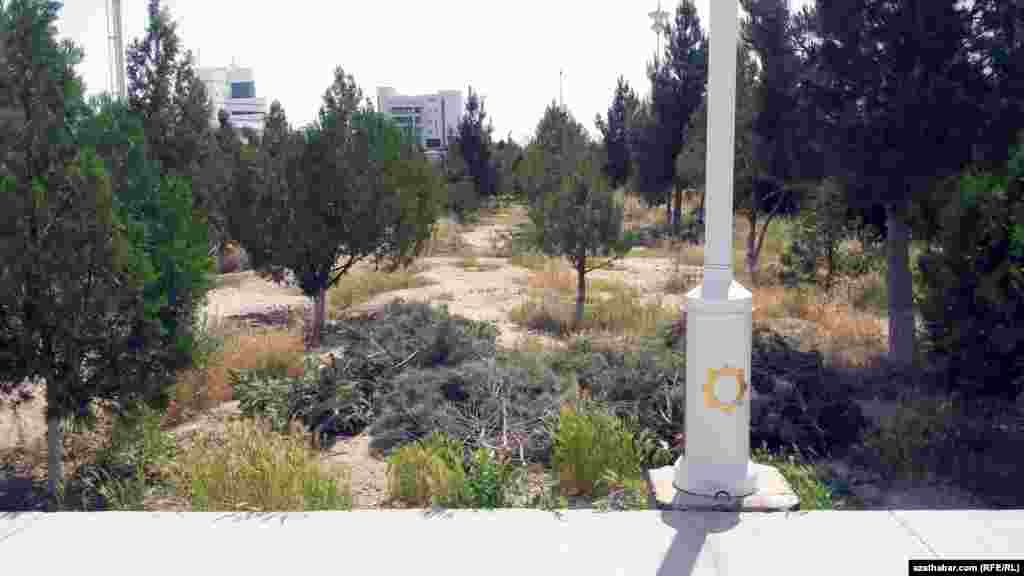 Parkyň ortasyndaky hapa, kesilen şahalar... Balkanabat, 6-njy maý, 2015.