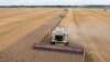 Русија го напушти договорот за извоз на жито