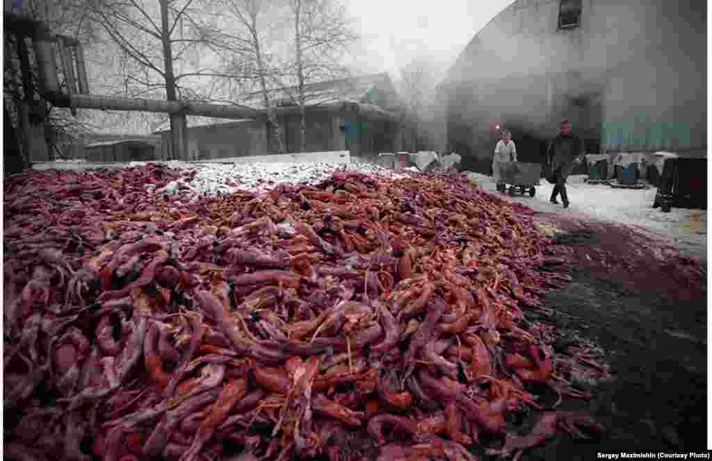 Animal remains at a fur factory near St. Petersburg, 2002