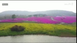 په چین کې د پسرلي رنګونه