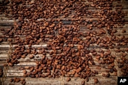 Kokrra të kakaos në Divo, Bregu i Fildishtë.