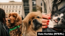 ძაღლები ცხოველთა უფლებადამცველებისა და აქტივისტების აქციაზე მთავრობის ადმინისტრაციასთან, 4 აპრილი, 2026 წელი