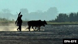 Поле каля ракі Брахмапутра, архіўнае фота