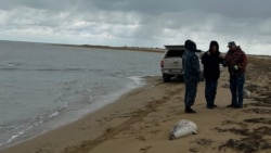 Diňle: Hazaryň türkmen kenarynda düwlenleriň ýüzlerçe maslygy tapylýar - çeşmeler