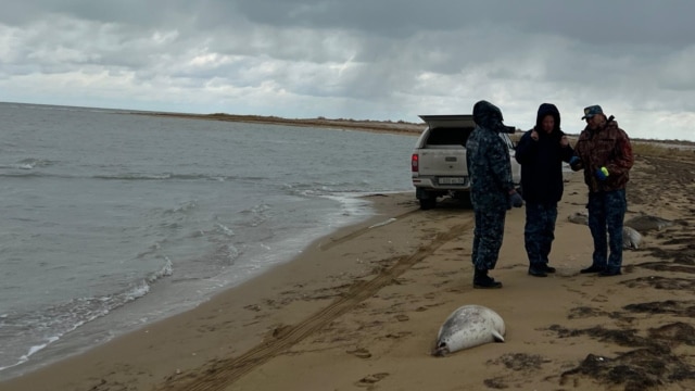 Diňle: Hazaryň türkmen kenarynda düwlenleriň ýüzlerçe maslygy tapylýar - çeşmeler