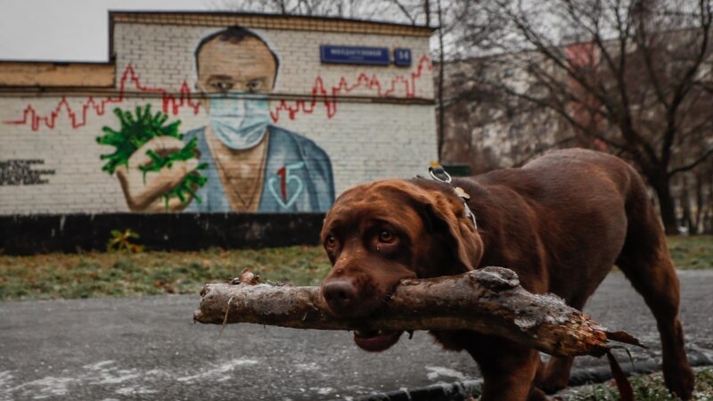 Жительница Тольятти предложила ввести обязательную бесплатную стерилизацию для животных на государственном уровне