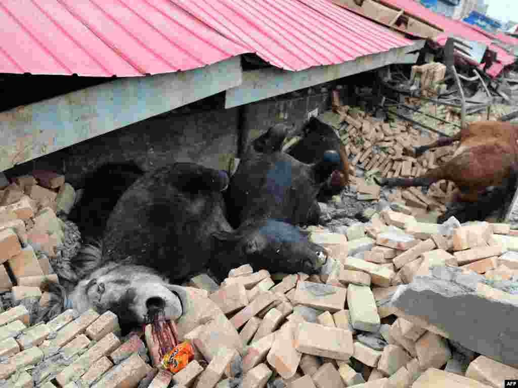 Кітай: ад землятрусу пацярпелі ня толькі людзі