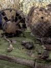 Фрагменти ракети «Орешник», знайдені в Дніпрі в листопаді 2024 року