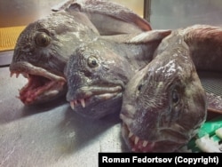 A gangsterish line-up of wolffish