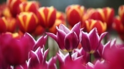 Тульпаны. Ілюстрацыйнае фота