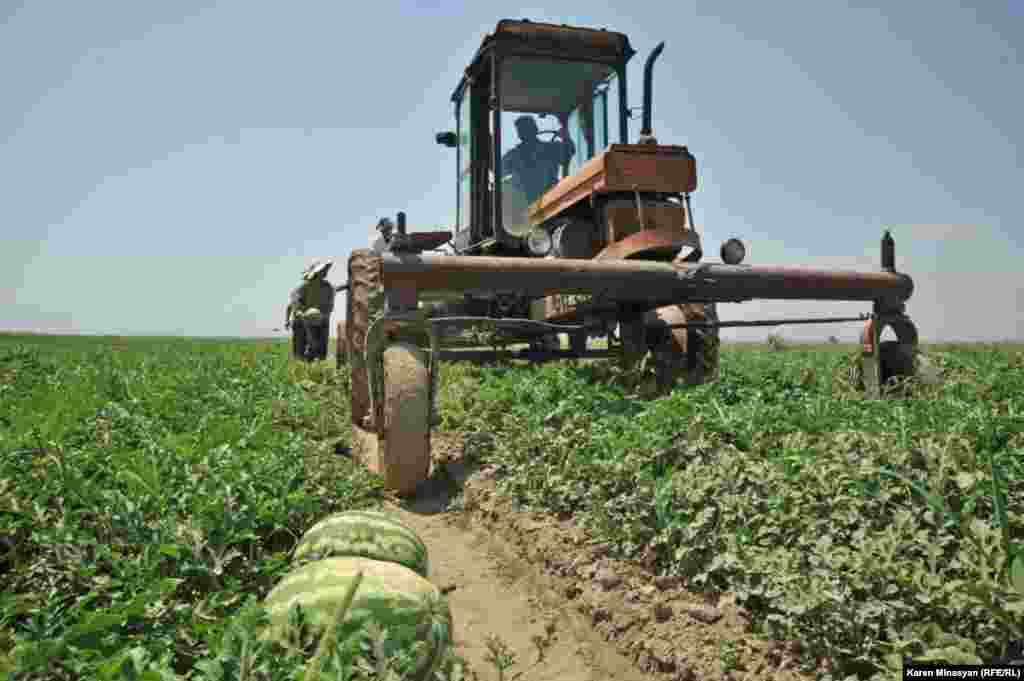 Armenia -- Watermelon harvest in Ararat region, 14Aug2012