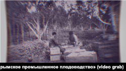 Крымские татары собирают урожай яблок и груш в саду-чаире. Крым, 1930-е годы