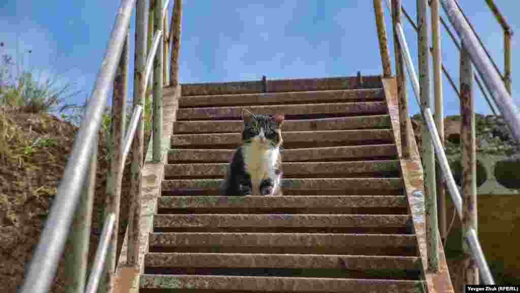 Увидев фотографа, кот передумал спускаться по лестнице к пляжу и придал морде суровое выражение