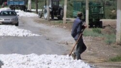 Türkmen pagtaçylarynyň çekýän güzaplary