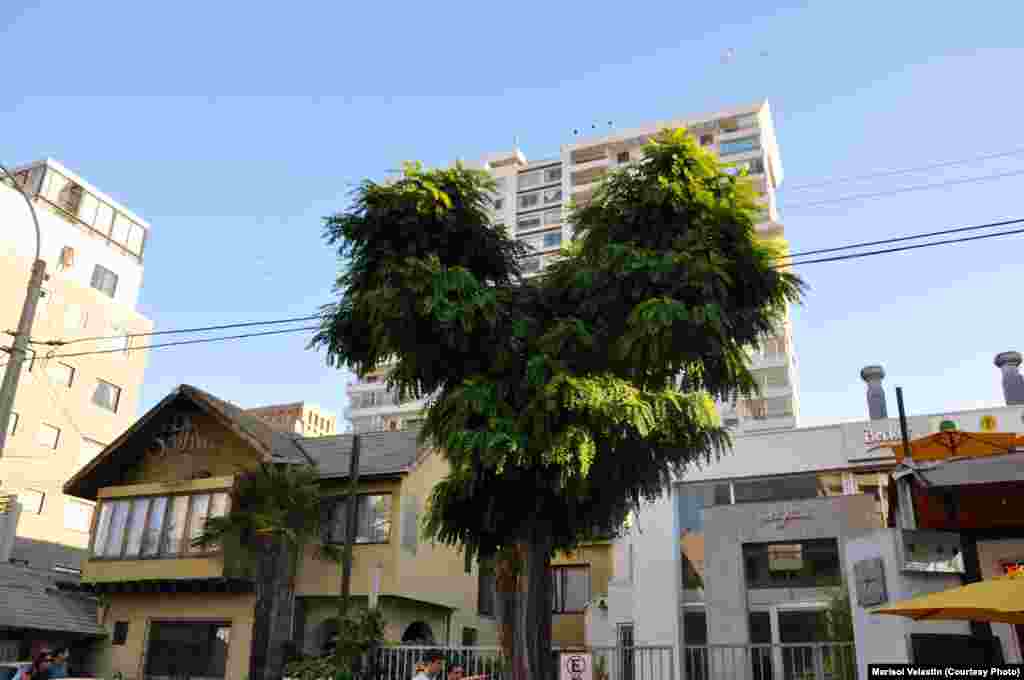 این جا هم ایتالیا است. گفتم که عشق همه جایش موج میزند