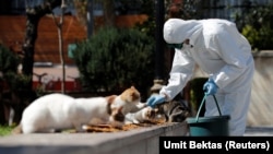 Opštinski uposlenik u zaštitnom odelu zbog pandemije korona virusa hrani ulične mačke u Istanbulu, 10. april