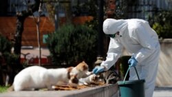 Сотрудник мэрии кормит бездомных кошек в Стамбуле