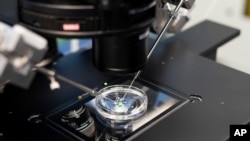 Egy orvos intracitoplazmatikus spermiuminjekciót (ICSI) ad egy termékenységi klinika laboratóriumában Kijevben 2023. január 31-én
