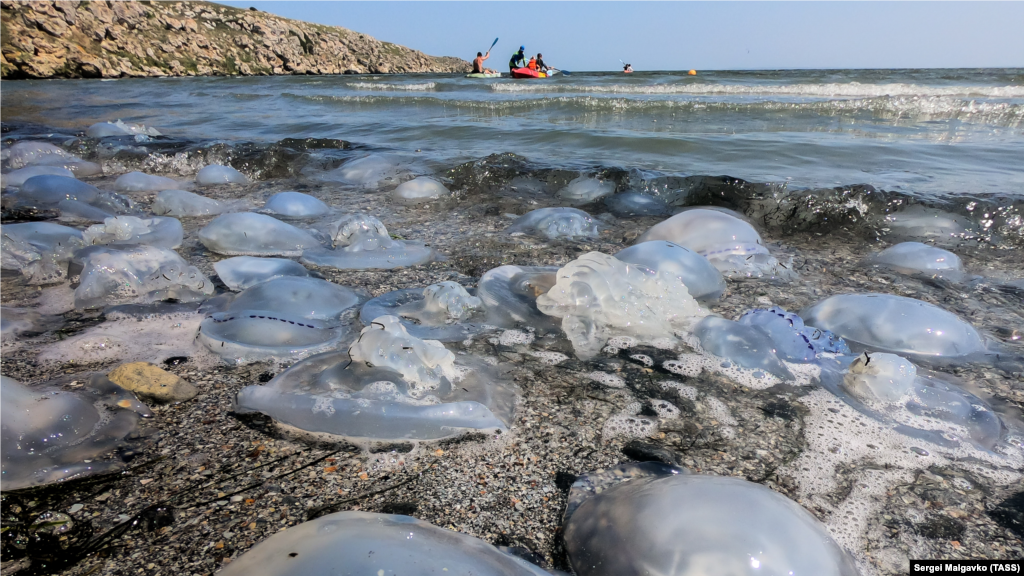 На курортах Азовського моря в Криму на відпочивальників чекала інша проблема &ndash; навала медуз. У серпні кількість цих водних мешканців просто зашкалювала, однак ця проблема з&#39;явилася ще в липні. Тоді відпочивальники повідомляли про те, що деякі екземпляри досягають 40 сантиметрів у діаметрі і мають фіолетовий відтінок. &nbsp; На фото: пляж у селі Мисове Ленінського району, 28 серпня