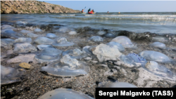 Медузы на побережье Азовского моря в Крыму, архивное фото