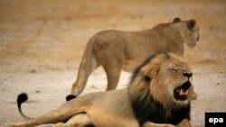 Лев Сесіль, Зімбабве (архівне фото)
