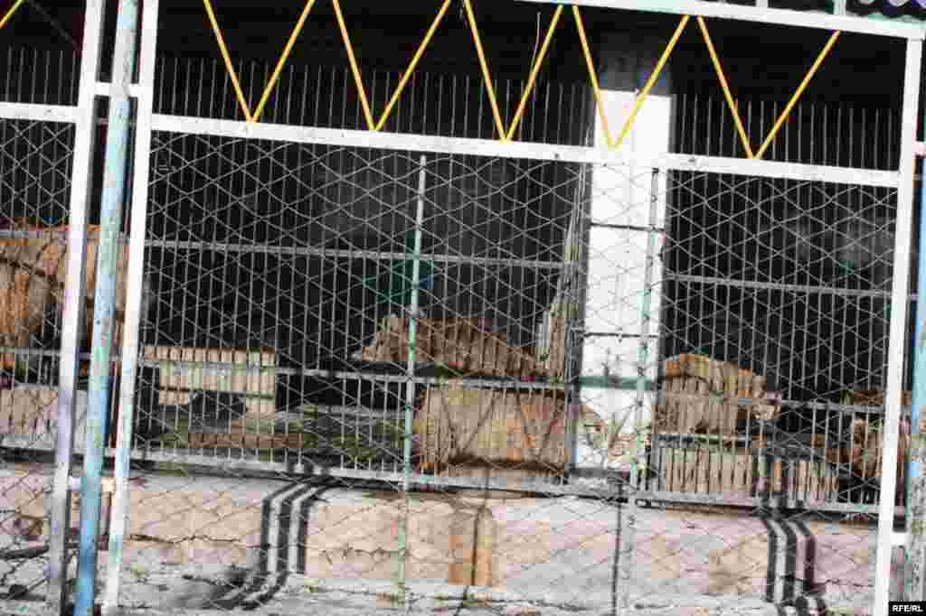 “Ошиқон”-и ҳайвонот #16