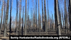 Вереснева пожежа практично знищила ліси Святогір'я