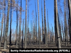 The aftermath of a forest fire in the national park