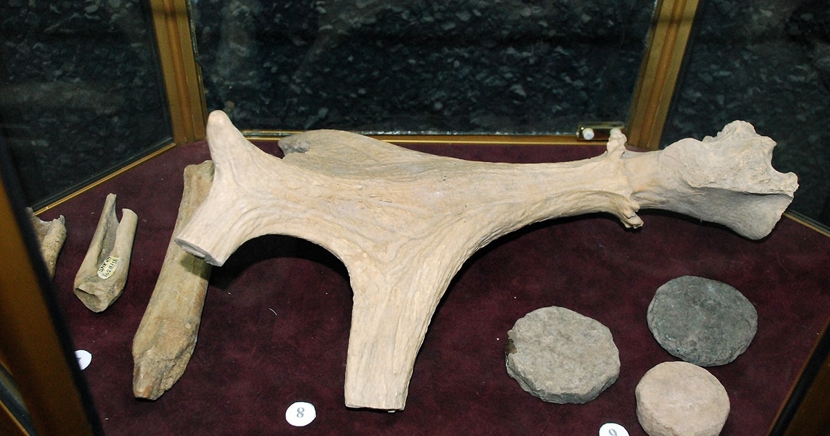 Мәжбүрлеу Үлкен пениса мөлшері