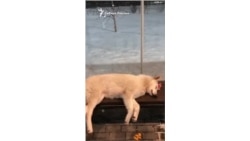 Белка на остановке в Сургуте