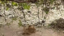 Diňle: Daşoguzda buzly ýagyn ýaşaýjylaryň jaýlaryna, ekin meýdanlaryna zyýan ýetirdi