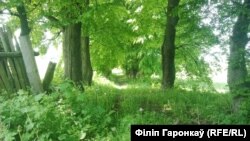 Ліпавая алея, якую высадзіў Каліноўскі. Аўтар: Філіп Гаронкаў 