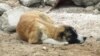 Turkmenistan -- Homeless pets. Dog laying on the ground. Ashgabat. November 13, 2012