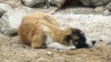 Turkmenistan -- Homeless pets. Dog laying on the ground. Ashgabat. November 13, 2012