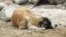 Turkmenistan -- Homeless pets. Dog laying on the ground. Ashgabat. November 13, 2012