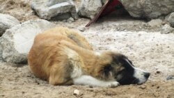 Daşoguzda öýsüz itleri zäherleýärler, Aşgabatda sanjym edýärler