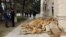 Azerbaijan - entrance of shop destroyed in Baku
