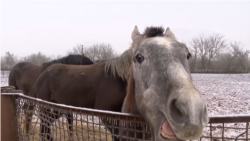 На Запоріжжі через морози не вдається вивезти з-під обстрілів РФ майже сотню коней
