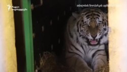 ზოოპარკის ახალი ბინადრები