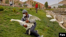 نمایی از باغ پرندگان قم