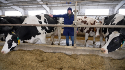 Refugiat din Ucraina, medic veterinar la Horești