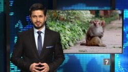 تازه ترین خبرهای جهان در ستودیوی آزادی
