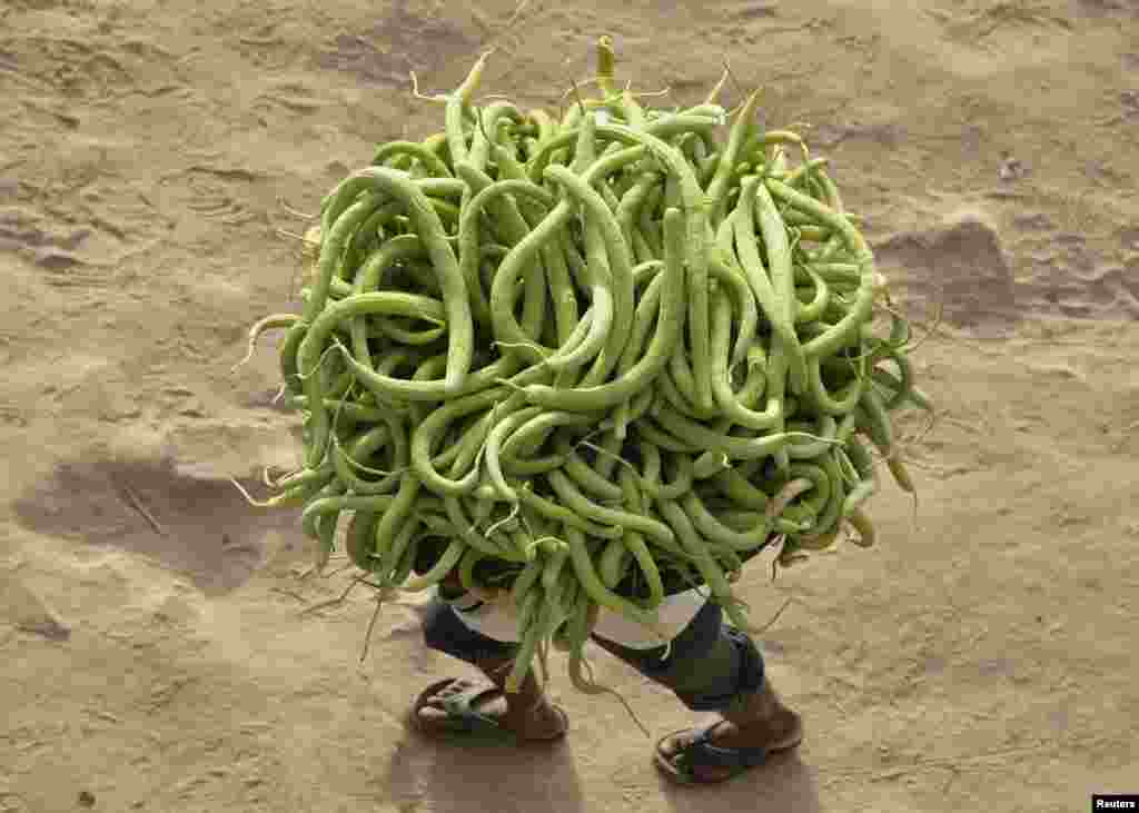 A farmer carries cucumbers from his field to sell at markets in the northern Indian city of Allahabad on March 22. (Reuters/Jitendra Prakash)