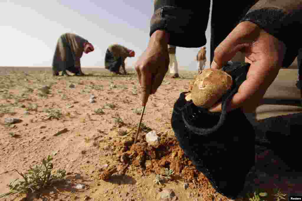 La cules de trufe (terfeziaceae) &icirc;n deşert, 270 km mai la sud de Bagdad. Trufele sunt o delicatesă &icirc;n Irak şi se v&acirc;nd la un preţ de 45 de dolari pentru un kilogram. Ele cresc doar &icirc;n cele mai depărtate locuri ale pustiului irakian, &icirc;n lunile februarie-martie.